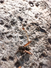 Brachygastra