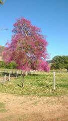 Physocalymma