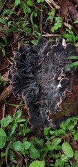Auricularia brasiliana