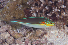 Stethojulis bandanensis