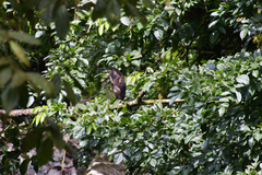 Tigrisoma fasciatum