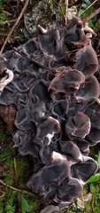 Auricularia brasiliana