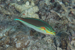 Stethojulis bandanensis