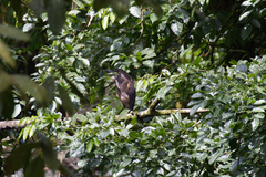 Tigrisoma fasciatum