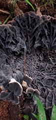 Auricularia brasiliana
