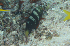 Chlorurus bleekeri