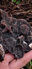 Auricularia brasiliana