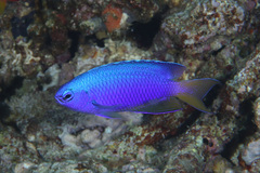 Pomacentrus coelestis