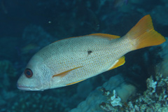 Lutjanus monostigma