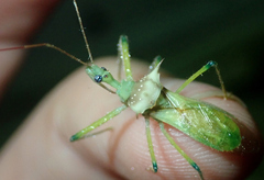 Ploeogaster
