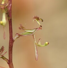 Arthrochilus prolixus
