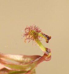 Arthrochilus prolixus