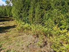 Pteridium aquilinum latiusculum