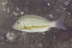 Lethrinus obsoletus