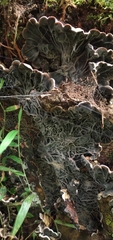 Auricularia brasiliana
