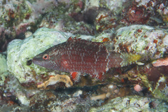 Oxycheilinus digramma