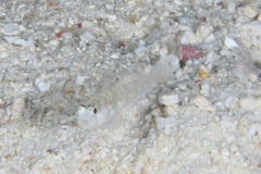 Amblyeleotris guttata