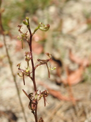 Arthrochilus prolixus