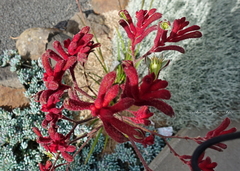 Anigozanthos humilis