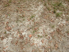 Arthrochilus prolixus