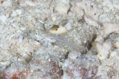 Fusigobius melacron