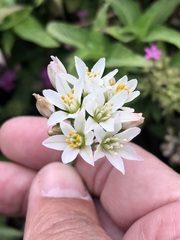 Nothoscordum