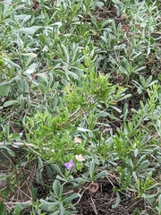 Lycium carolinianum