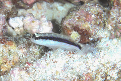 Asterropteryx striata