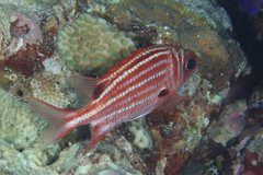 Sargocentron cornutum