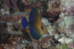 Zebrasoma scopas