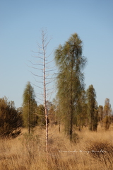Allocasuarina decaisneana