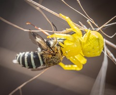 Amegilla cingulata