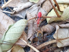 Dysdercus bimaculatus