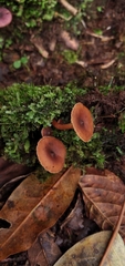 Lactarius rimosellus