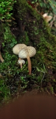 Lactarius rimosellus