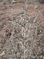 Coleogyne ramosissima