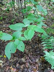 Betula alleghaniensis