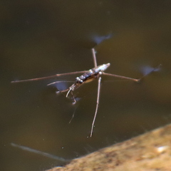 Limnogonus