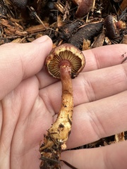 Gymnopilus luteofolius