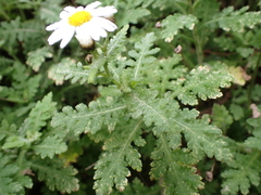 Argyranthemum adauctum image