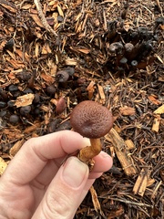 Gymnopilus luteofolius