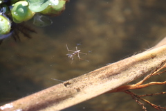 Limnogonus