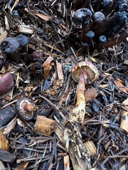 Gymnopilus luteofolius