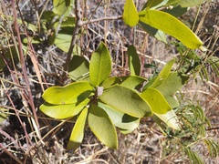 Daphnopsis lagunae