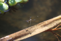 Limnogonus