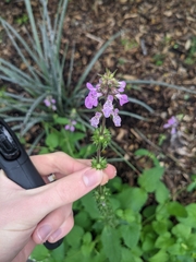 Stachys drummondii