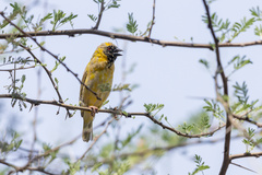 Ploceus velatus caurinus