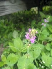 Stachys drummondii