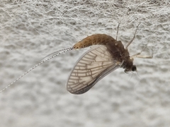 Callibaetis pictus