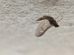 Callibaetis pictus